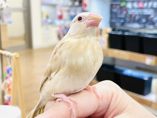 シナモン文鳥