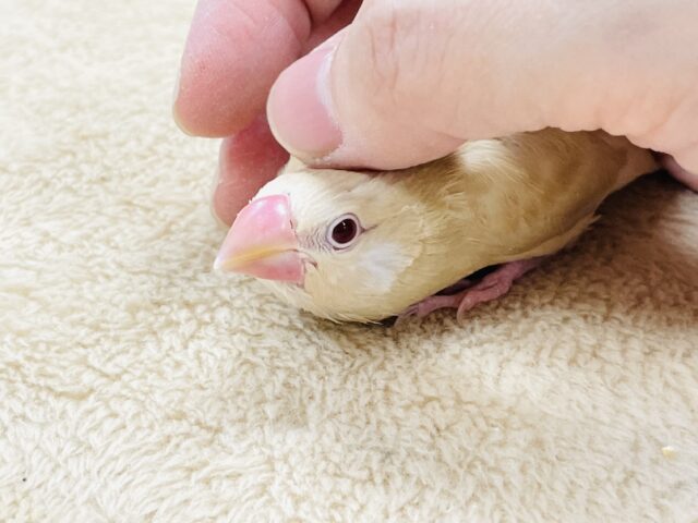 シナモン文鳥
