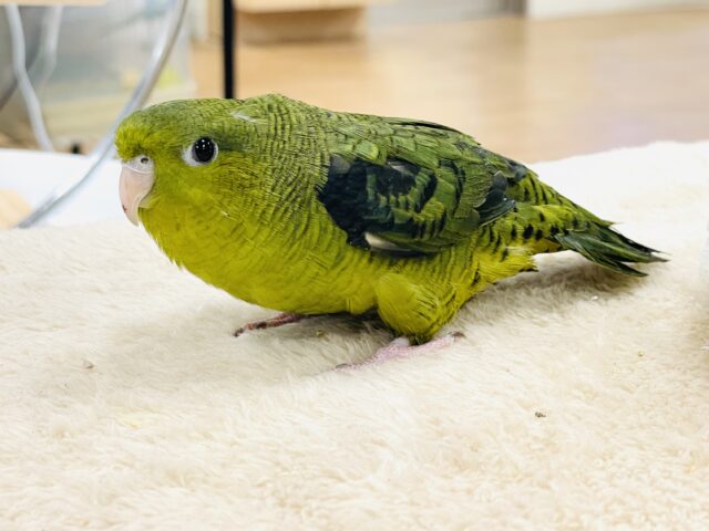【最新画像】元気いっぱい登場💚サザナミインコ(ダークグリーン) サザナミインコ