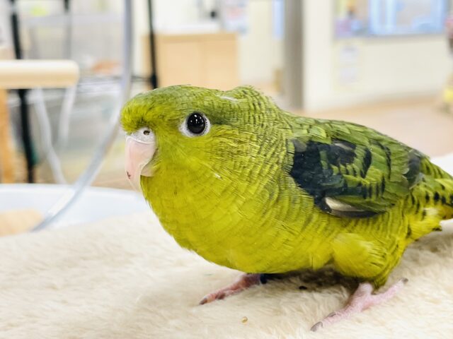 【最新画像】元気いっぱい登場💚サザナミインコ(ダークグリーン) サザナミインコ