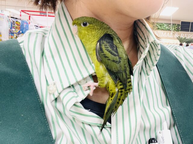 【最新画像】元気いっぱい登場💚サザナミインコ(ダークグリーン) サザナミインコ