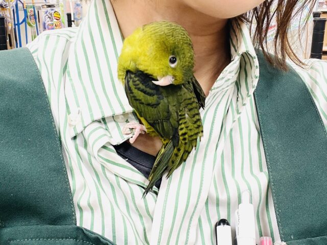 【最新画像】元気いっぱい登場💚サザナミインコ(ダークグリーン) サザナミインコ
