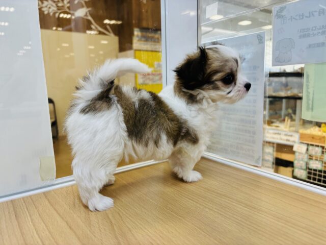 チワマル（マルチワ）