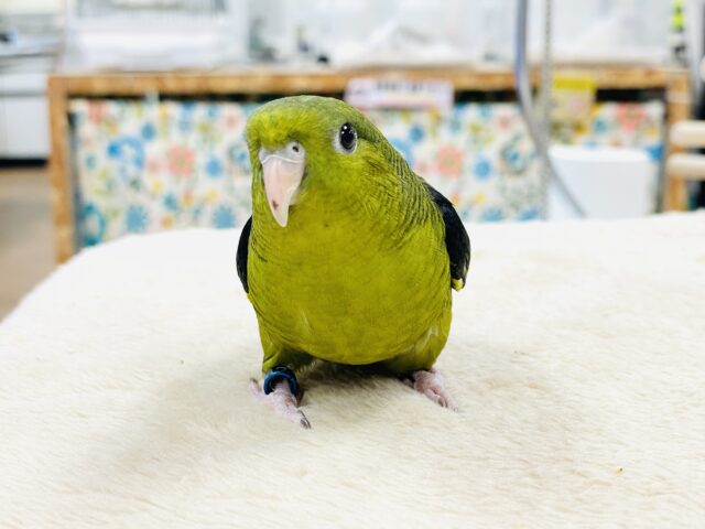【最新画像】元気いっぱい登場💚サザナミインコ(ダークグリーン) サザナミインコ