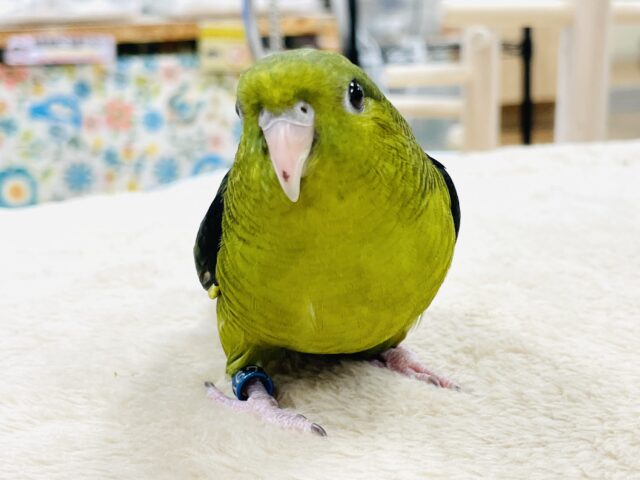 【最新画像】元気いっぱい登場💚サザナミインコ(ダークグリーン) サザナミインコ