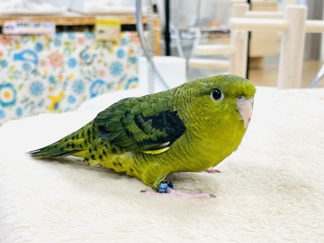 【最新画像】元気いっぱい登場💚サザナミインコ(ダークグリーン) サザナミインコ