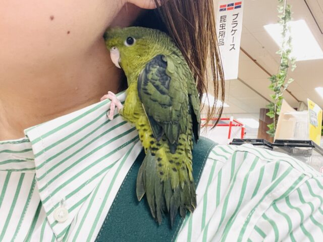 【最新画像】元気いっぱい登場💚サザナミインコ(ダークグリーン) サザナミインコ