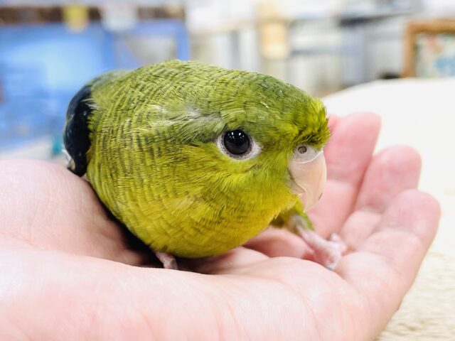 【最新画像】元気いっぱい登場💚サザナミインコ(ダークグリーン) サザナミインコ