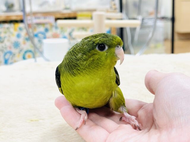 【最新画像】元気いっぱい登場💚サザナミインコ(ダークグリーン) サザナミインコ
