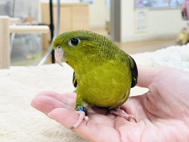 【最新画像】元気いっぱい登場💚サザナミインコ(ダークグリーン) サザナミインコ