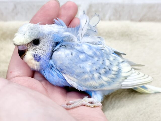 梵天セキセイインコ