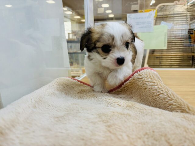 チワマル（マルチワ）