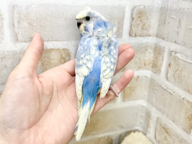梵天セキセイインコ