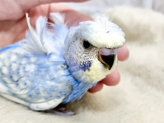 梵天セキセイインコ