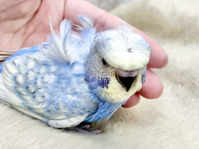 梵天セキセイインコ