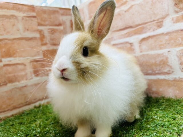 ライオンラビット