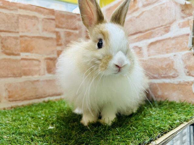 ライオンラビット