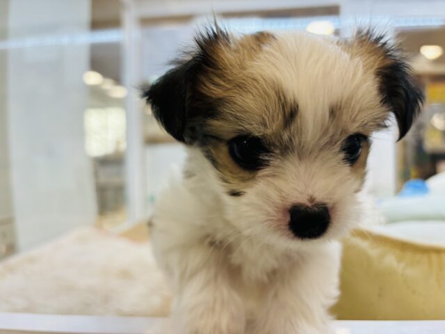 チワマル（マルチワ）