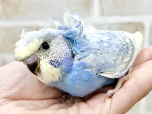 梵天セキセイインコ