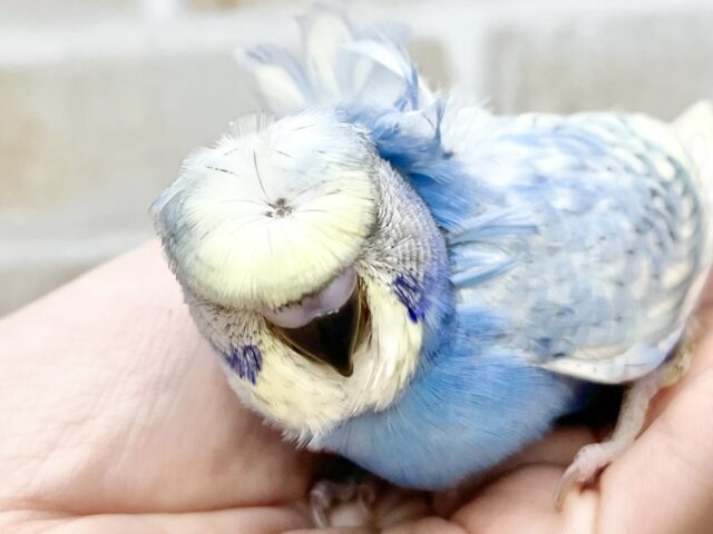 梵天セキセイインコ