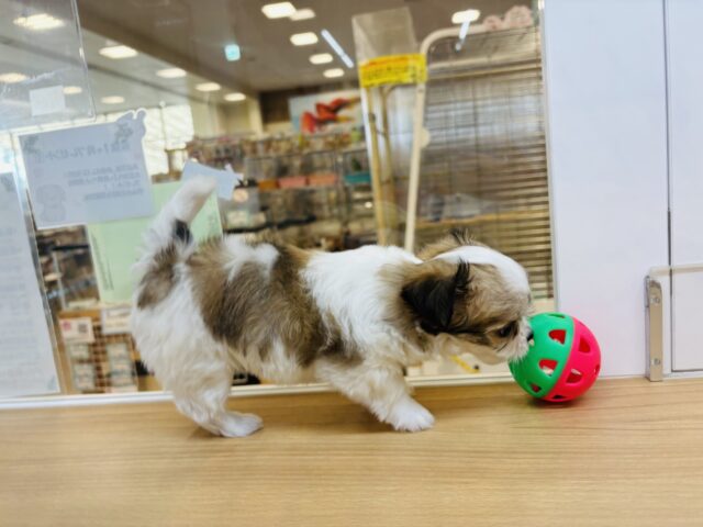 チワマル（マルチワ）