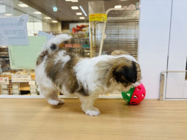 チワマル（マルチワ）