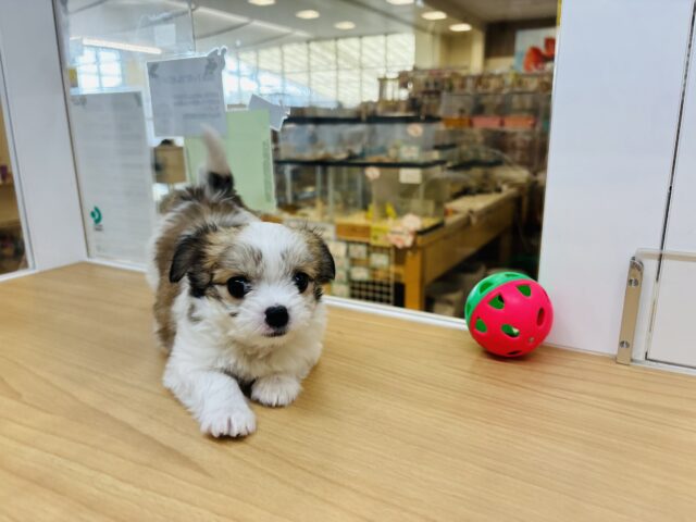 チワマル（マルチワ）