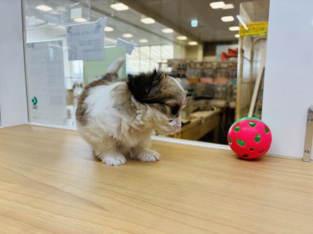 チワマル（マルチワ）