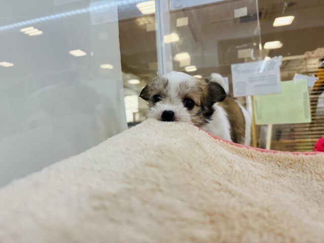 チワマル（マルチワ）