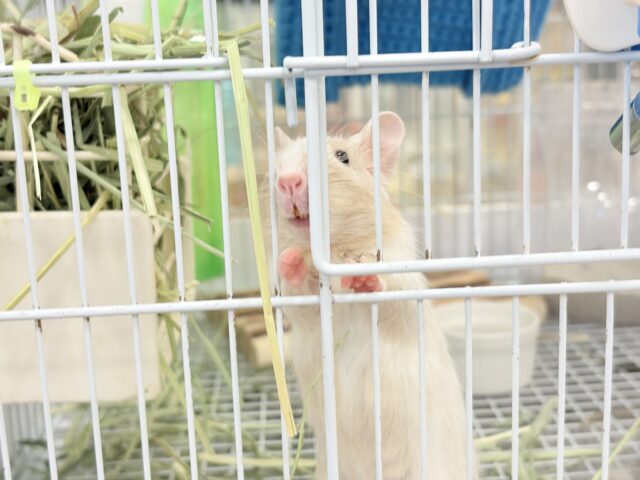 【最新画像更新🪄】癒し系担当です♡デグー(サンドパイド) 男の子 デグー