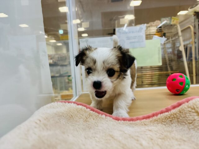 チワマル（マルチワ）