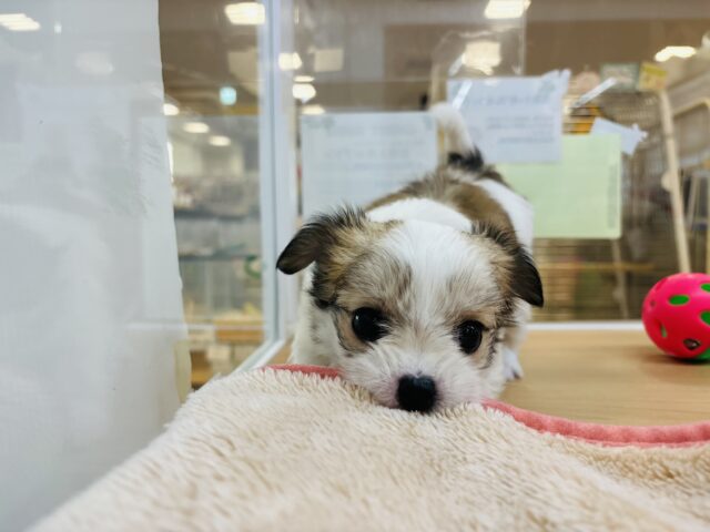 チワマル（マルチワ）