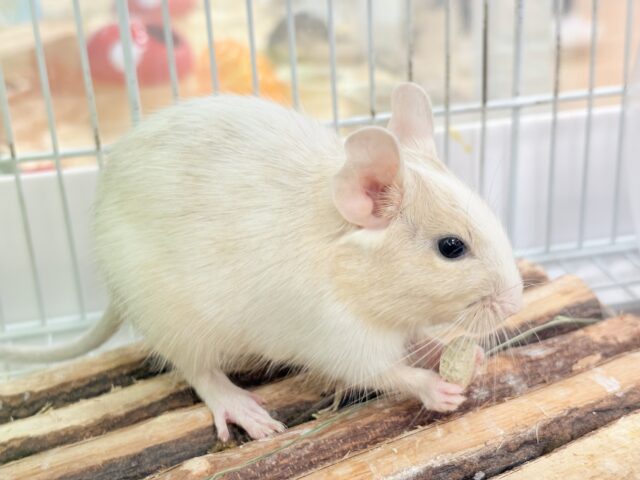 【最新画像更新🪄】癒し系担当です♡デグー(サンドパイド) 男の子 デグー