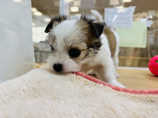 チワマル（マルチワ）