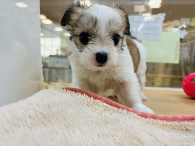 チワマル（マルチワ）