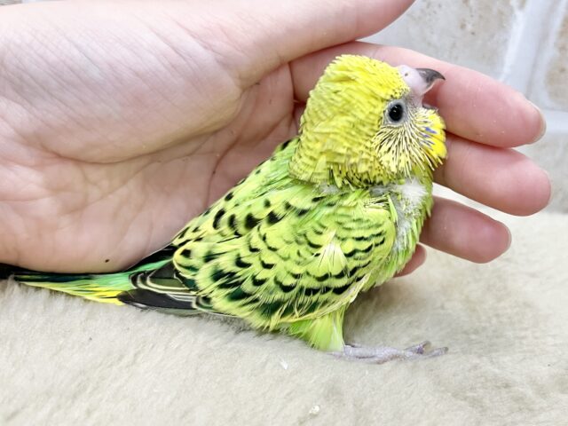 セキセイインコ