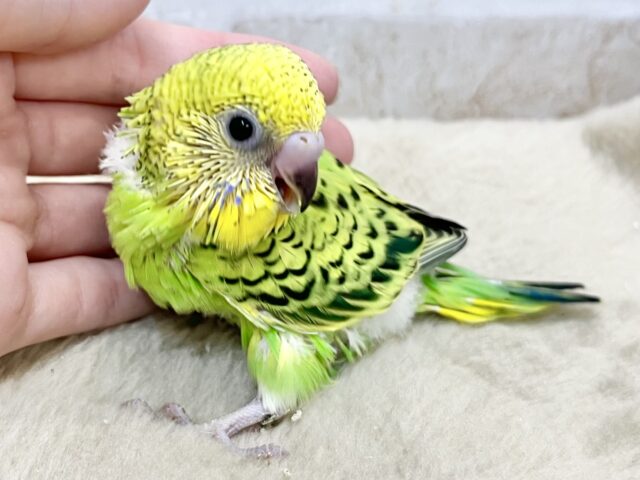 セキセイインコ