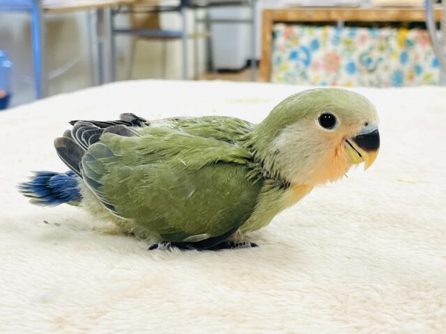 コザクラインコ（小桜インコ）