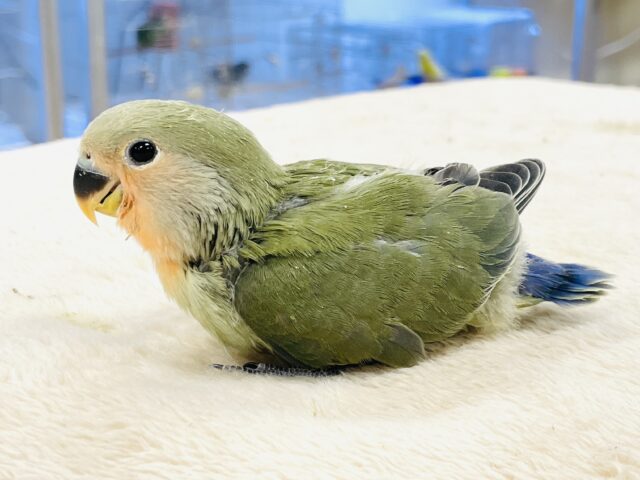 コザクラインコ（小桜インコ）