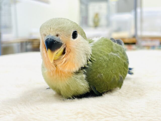 コザクラインコ（小桜インコ）