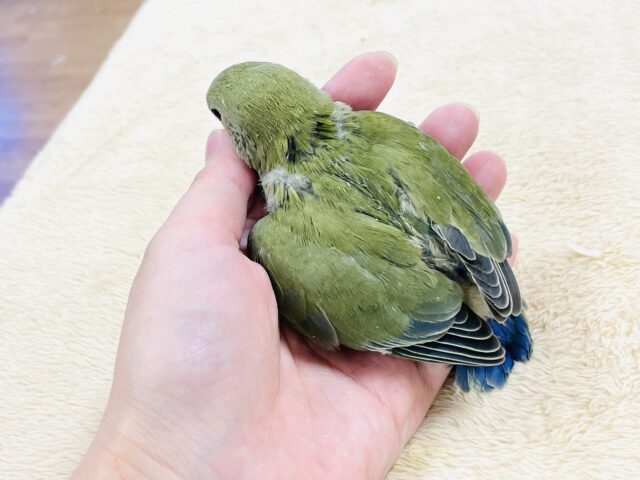 コザクラインコ（小桜インコ）