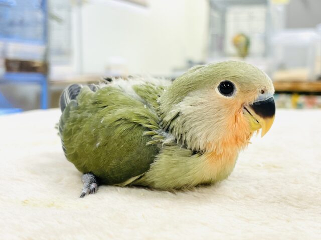 コザクラインコ（小桜インコ）