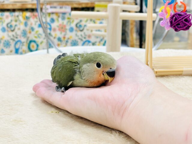 コザクラインコ（小桜インコ）