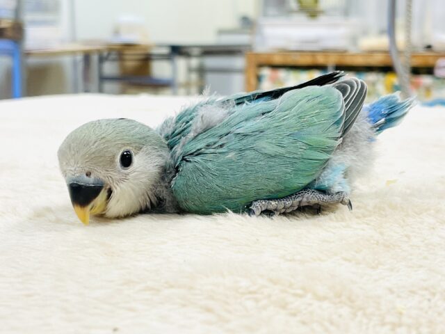 コザクラインコ（小桜インコ）