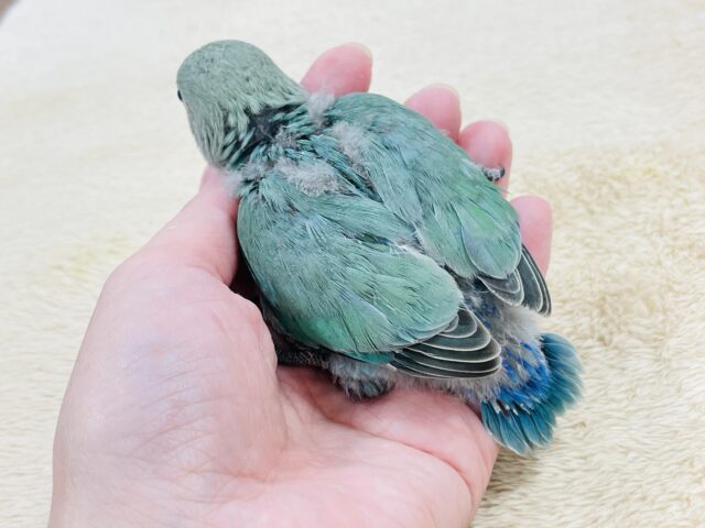 コザクラインコ（小桜インコ）