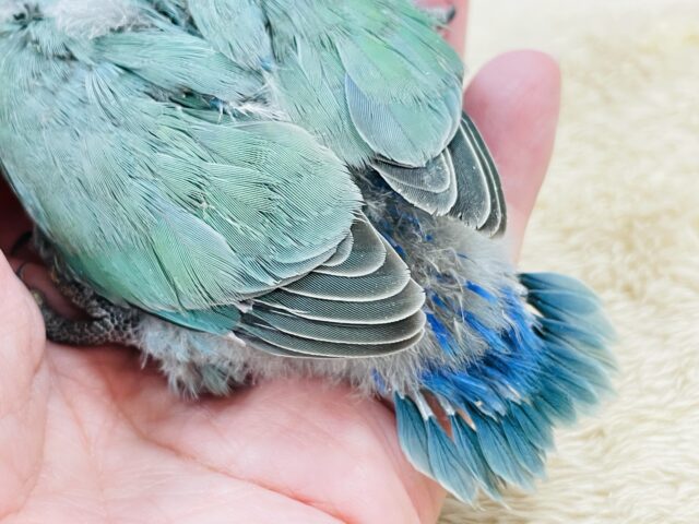 コザクラインコ（小桜インコ）