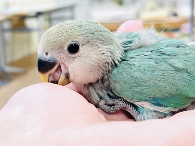コザクラインコ（小桜インコ）