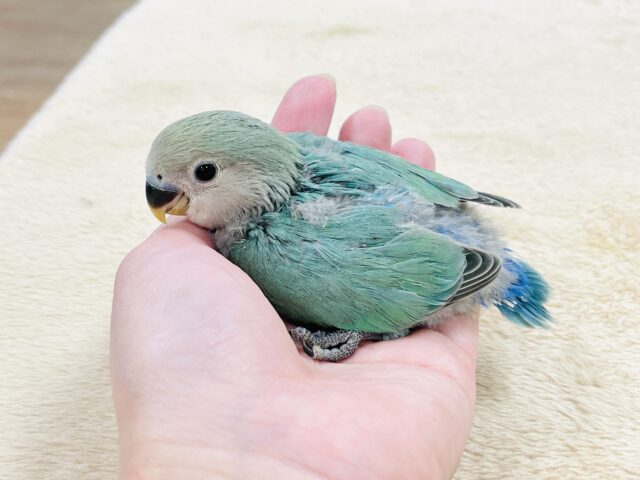 コザクラインコ（小桜インコ）