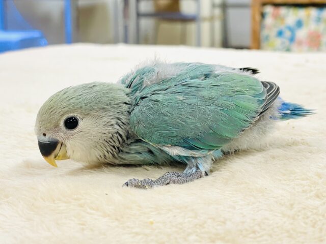 コザクラインコ（小桜インコ）