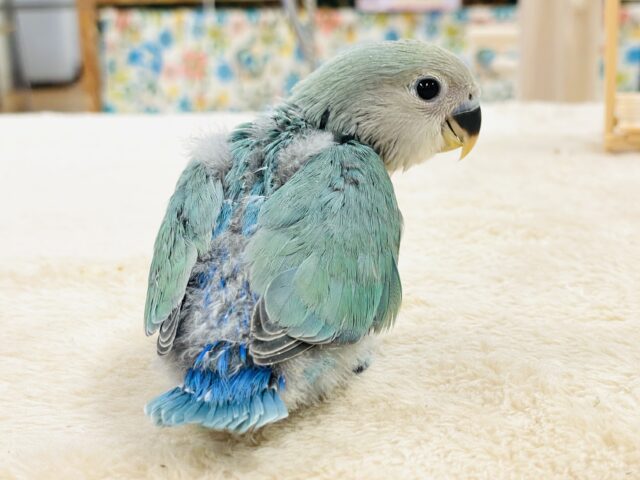 コザクラインコ（小桜インコ）